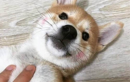 怎樣訓練幼犬
