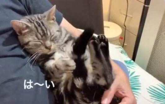 貓誤吃葡萄干解決方案