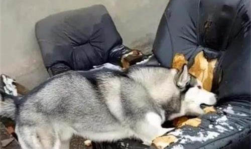 狗狗為什么喜歡吃衛生紙