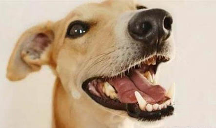 神經性犬瘟還能活多久