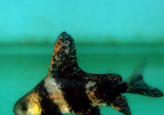 六月釣魚用多長魚竿