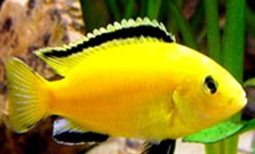熱帶魚多久生一次小魚?