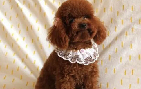 貴賓犬做夢哼唧需要叫醒嗎