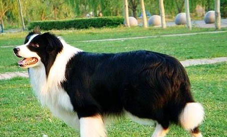 犬瘟停藥多久可以洗澡