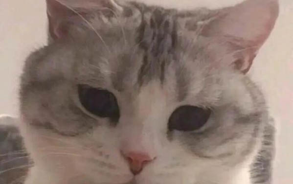 小貓幾個月后不粘人