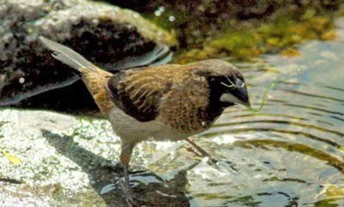 文鳥養多久認主人