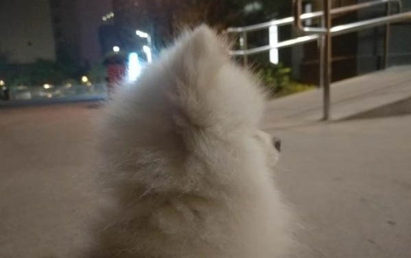 新手怎么給狗狗剪毛