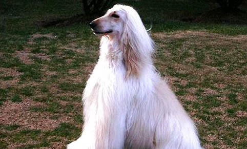 維希拉獵犬拉血便是什么原因