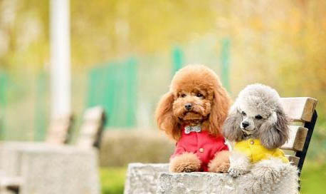 貴賓犬吃多了吐了怎么辦