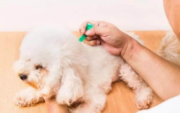如何處理狗糧吃死狗了