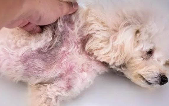 狗吃撐了,都有哪些癥狀?狗狗一天喂養幾次