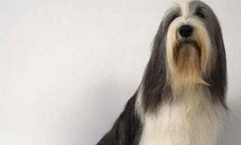 選購英國古代牧羊犬時要注意什么