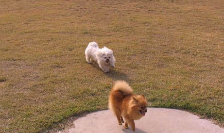 博美犬要多久晚上才不叫