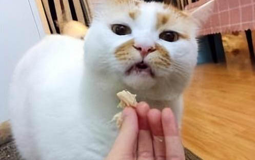 貓一點鹽也不能吃嗎