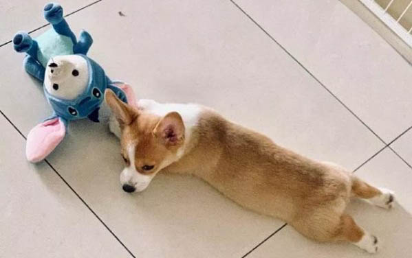 狗狗尿路感染能自愈不？