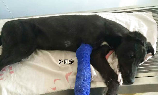 狗為什么吃了豬肉就死了