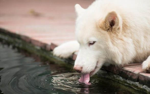 造成薩摩耶犬口臭的原因