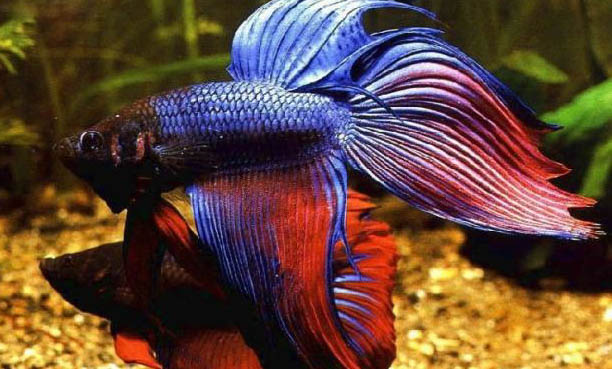 養殖觀賞魚容器有哪些要求