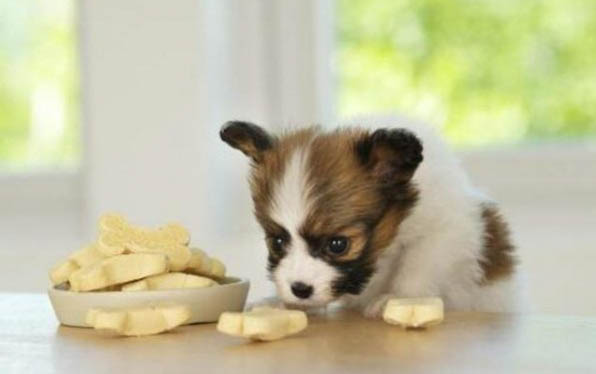 犬瘟細小能活多久