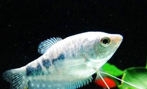 七彩神仙魚的繁殖方法是什么？