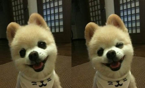俊介犬長大后的樣子