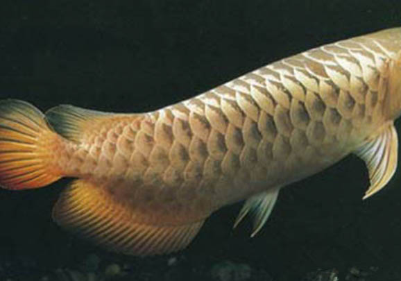 銀龍魚需要多大的缸