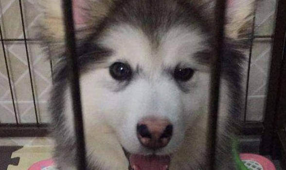 阿拉斯加犬老是發(fā)抖是什么原因