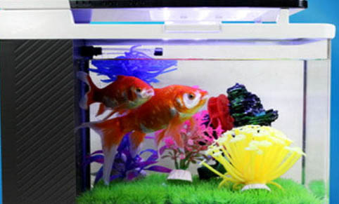 接吻魚和什么魚混養好