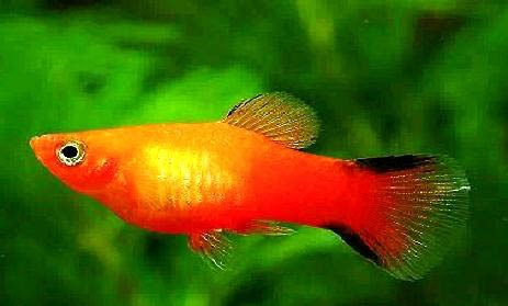 孔雀魚一胎生多少