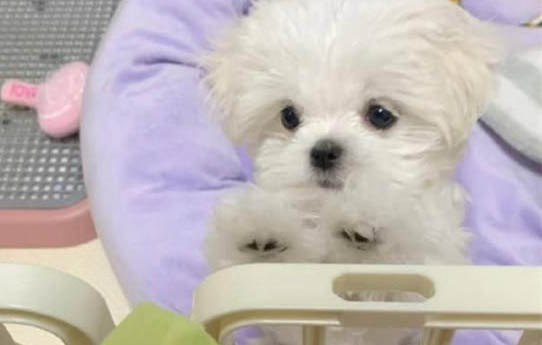 狗狗狗狗感冒拉肚子怎么辦