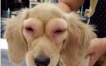 狗狗中暑了有哪些癥狀