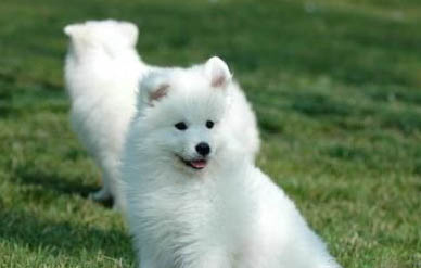棉花面紗犬哪里有賣