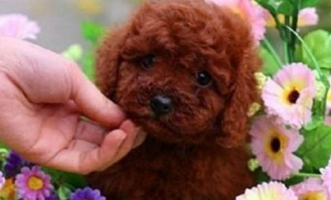 泰迪犬嘔吐的原因及處理方法