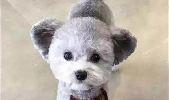 狗狗為什么會(huì)咬尾巴？如何處理以及注意事項(xiàng)？