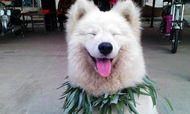 狗狗多大開始訓練了