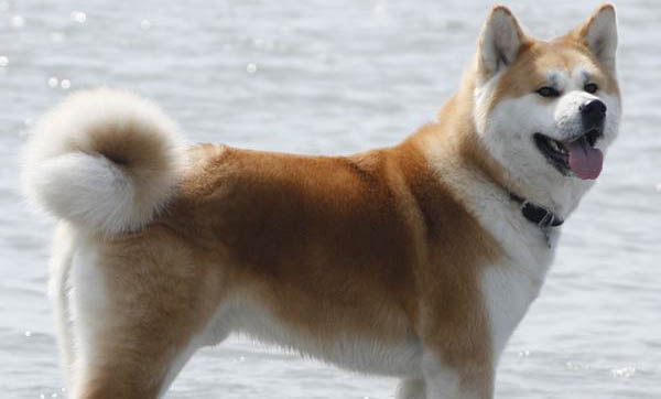 日本秋田犬產(chǎn)后十天可以洗澡嗎