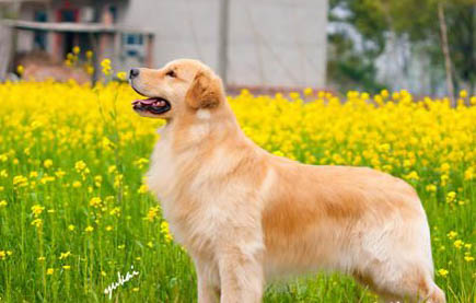 狗狗可以吃面包片嗎吃了會(huì)怎么樣