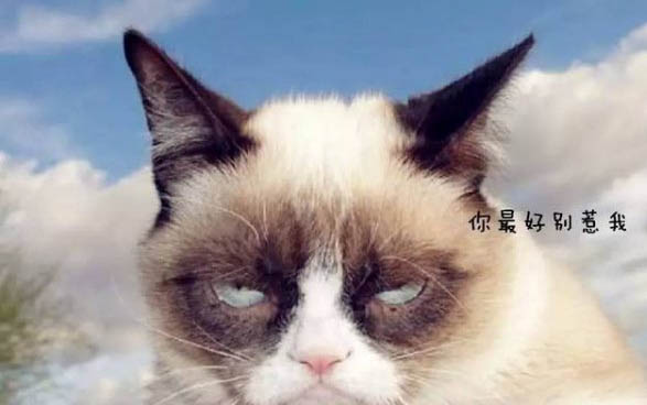 貓咪可以吃狗糧嗎？
