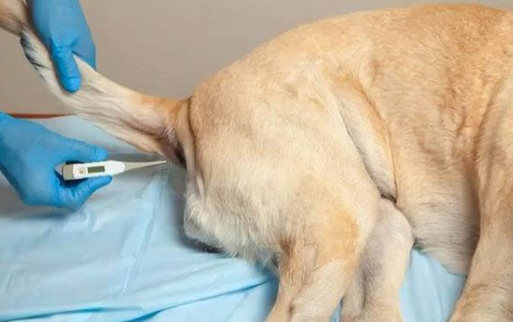 狗狗半夜嚎叫是怎么回事?