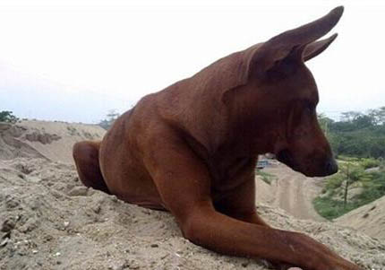 尋血獵犬手術傷口多久恢復