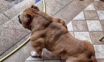 狗狗得狂犬病的癥狀有哪些
