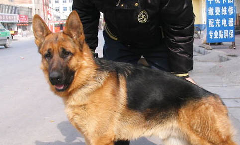 狗狗能吃干香蕉片嗎