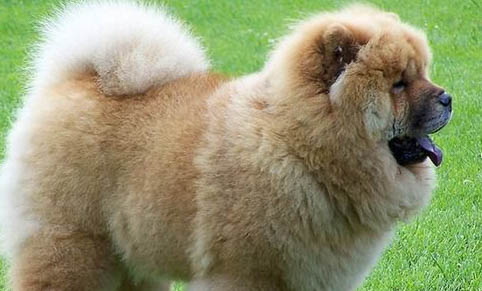 犬瘟抽搐后還能活多久