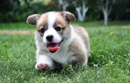 怎樣訓練柯基犬上廁所