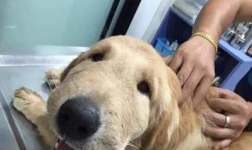 狗狗被蜱蟲咬后不吃東西