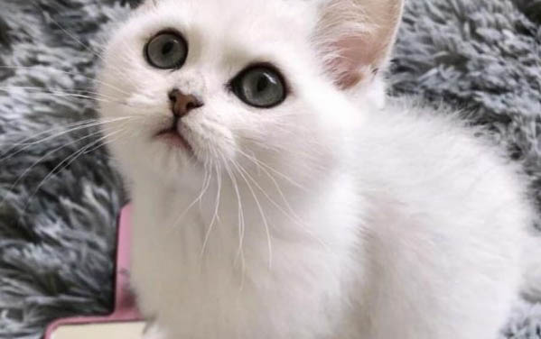 貓指甲多久長出來