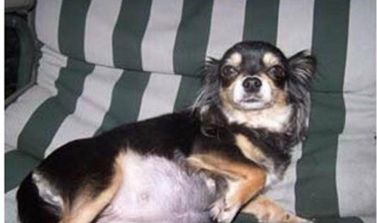 母犬子宮蓄膿怎么判斷