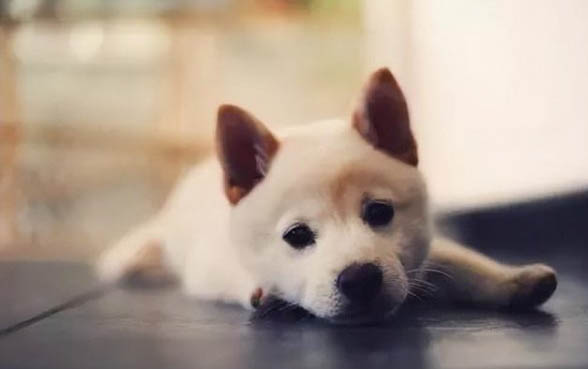 為什么狗狗打架喜歡用嘴咬