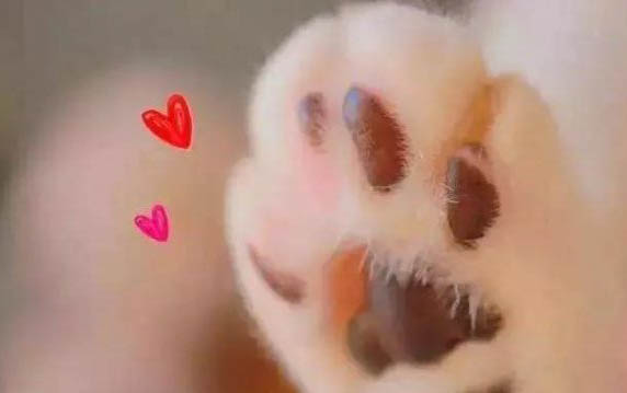 狗狗細小病毒性腸胃炎怎么治療