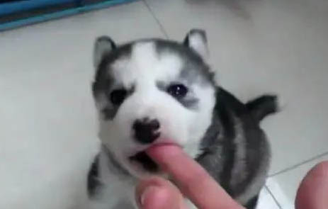 小奶狗尿道感染怎么辦